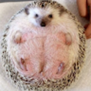 Meet your Posher, Abby